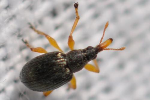 Pseudapion rufirostre